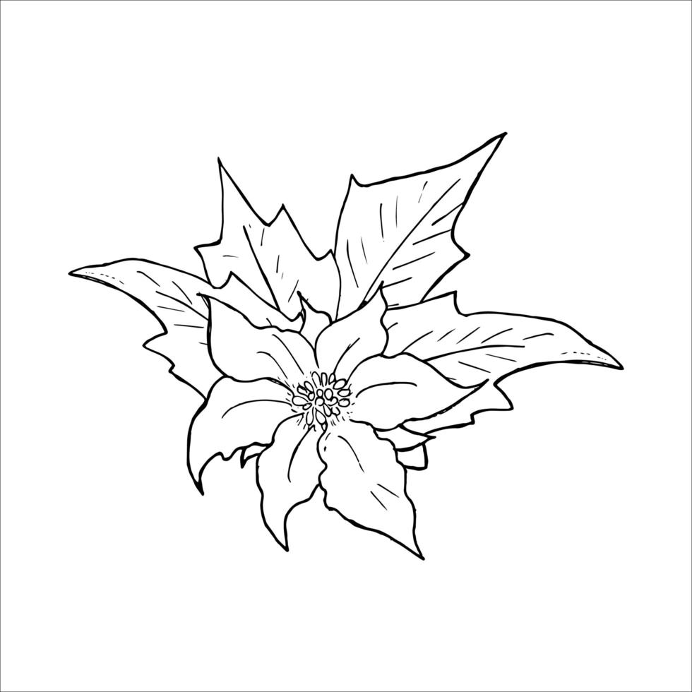 Poinsettia flower hand drawn icon, Outline sketch doodle. Vector Illustration isolated on white.