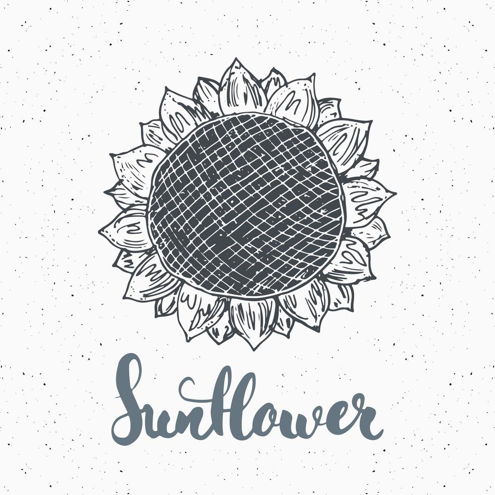 Boceto de girasol con letras, etiqueta vintage, insignia texturizada grunge dibujada a mano, plantilla de logotipo retro, ilustración de vector de diseño de tipografía