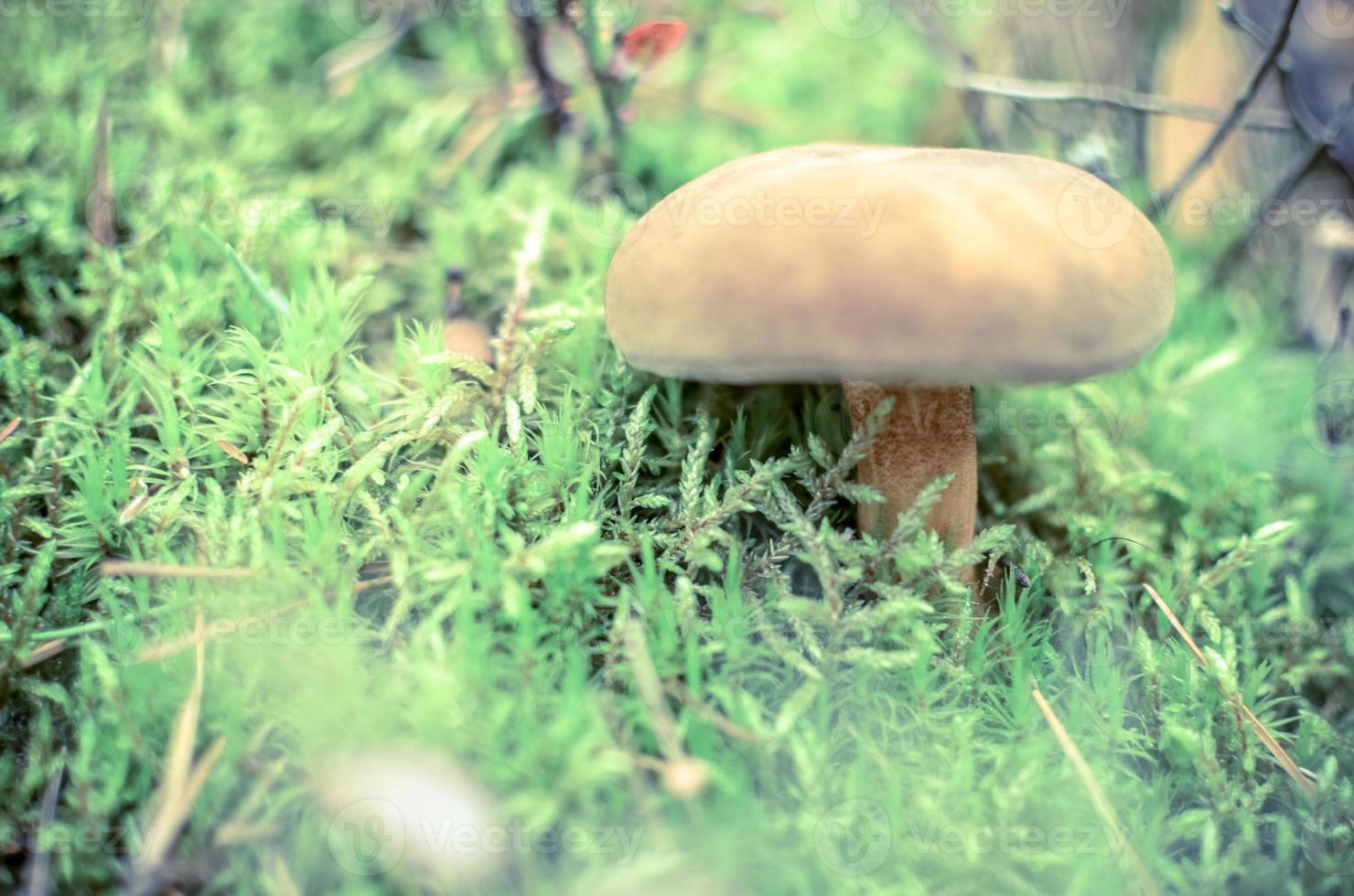 Pequeño boletus marrón que crece en otoño musgo verde foto