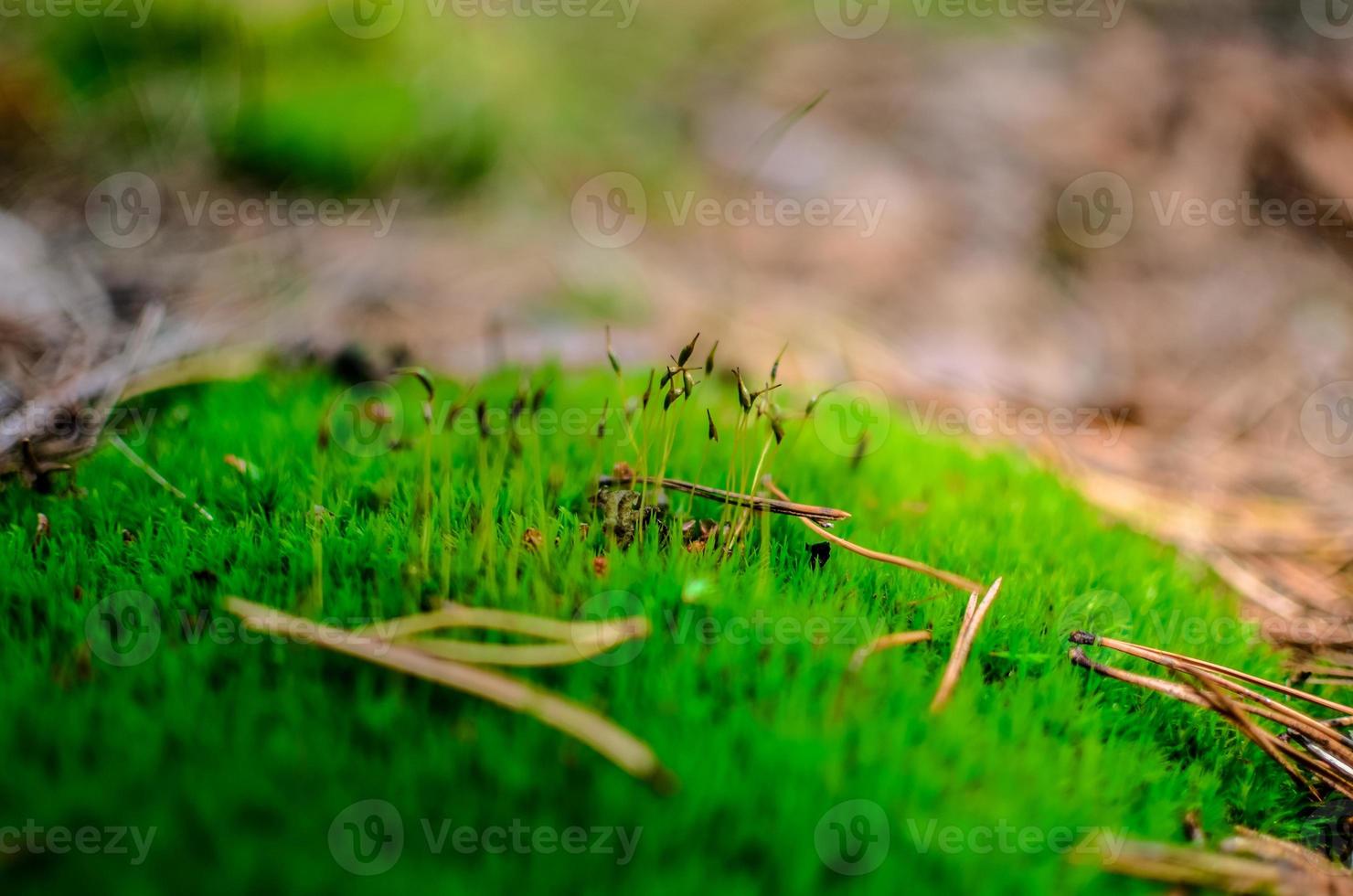 Close up of beautiful green moss bryophyta photo