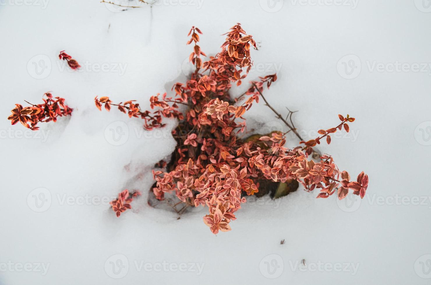 Euonymus fortunei red coloured in snow photo