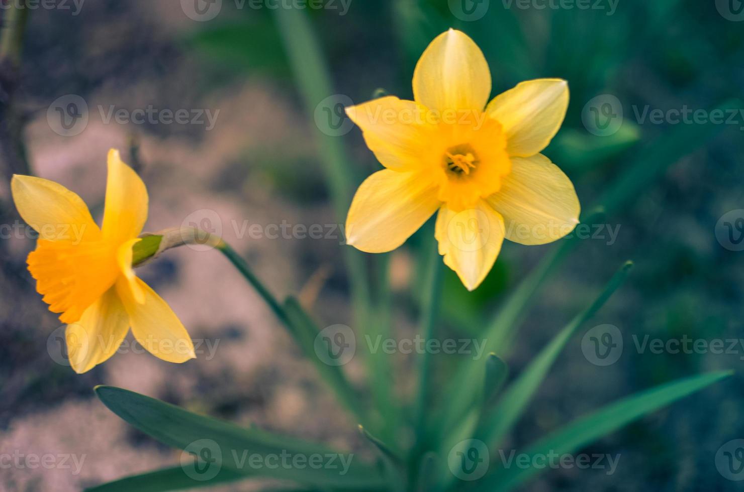 Narciso amarillo flor de narciso en primavera foto