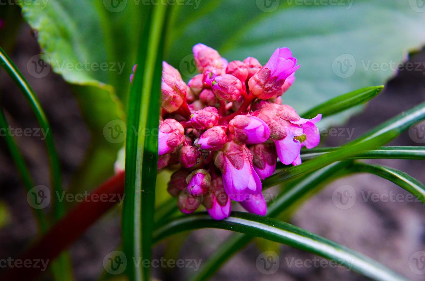 Bergenia cordifolia Bergenia crassifolia or badan blooming photo