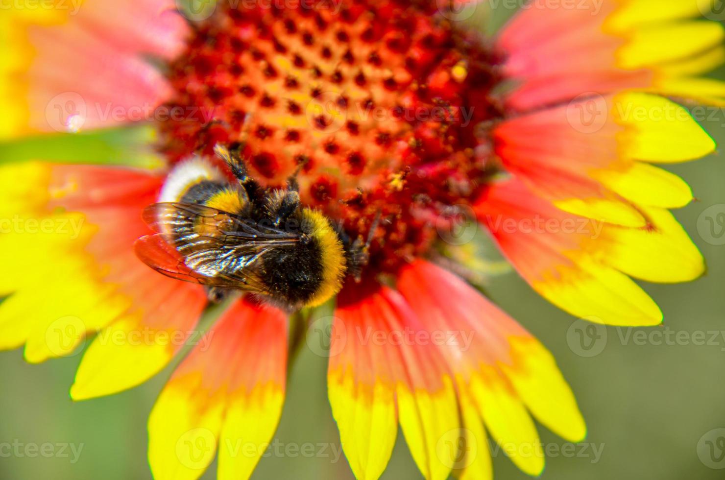 Bee on yellow and orange flower head of rudbeckia black eyed susan photo
