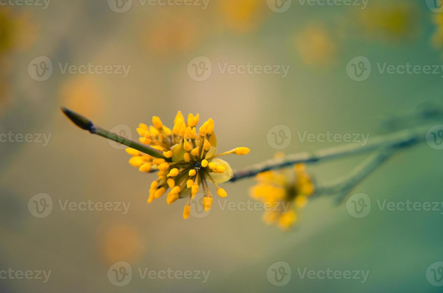 árbol de cornel europeo floración del seno foto