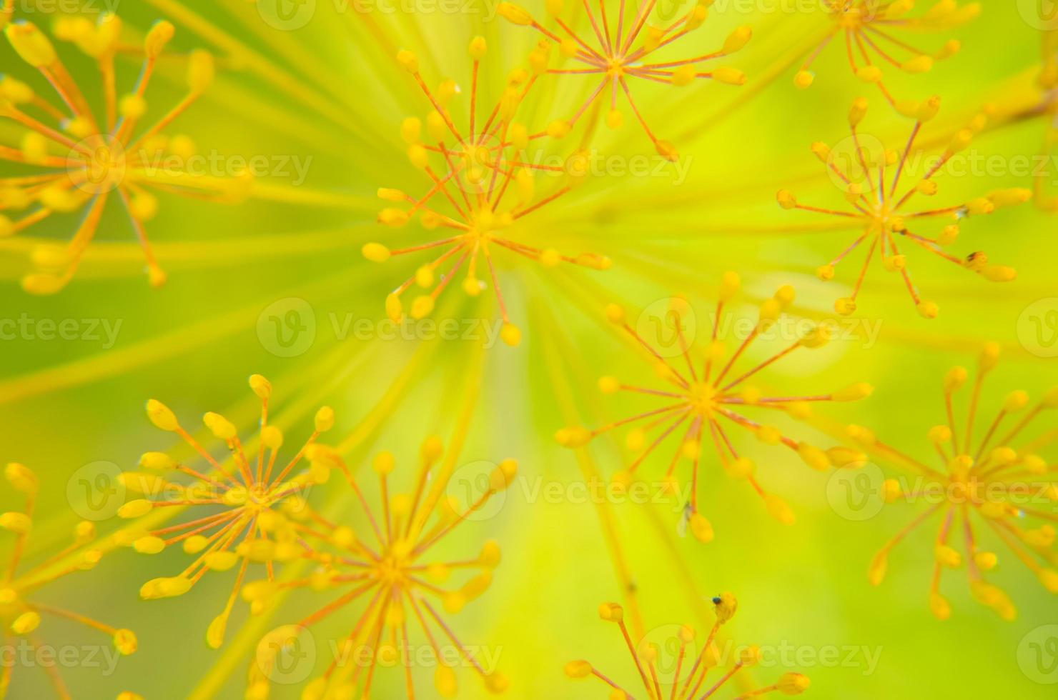 Bug on dill flower closeup photo