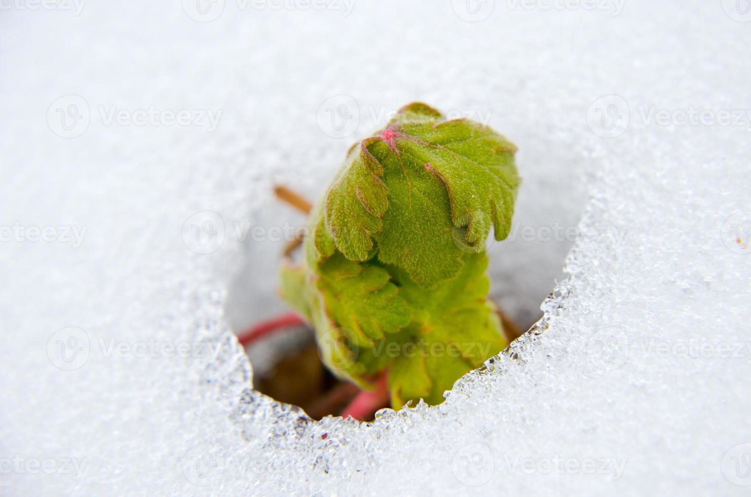 Image of early sprout appearing from melting snowcover photo
