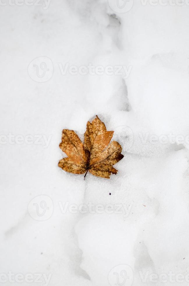 Autumn maple leaf lying in the snow photo