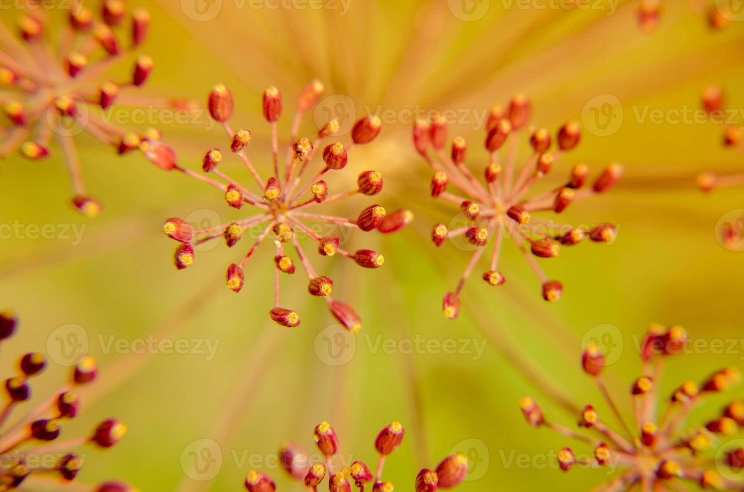 Bug on dill flower closeup photo