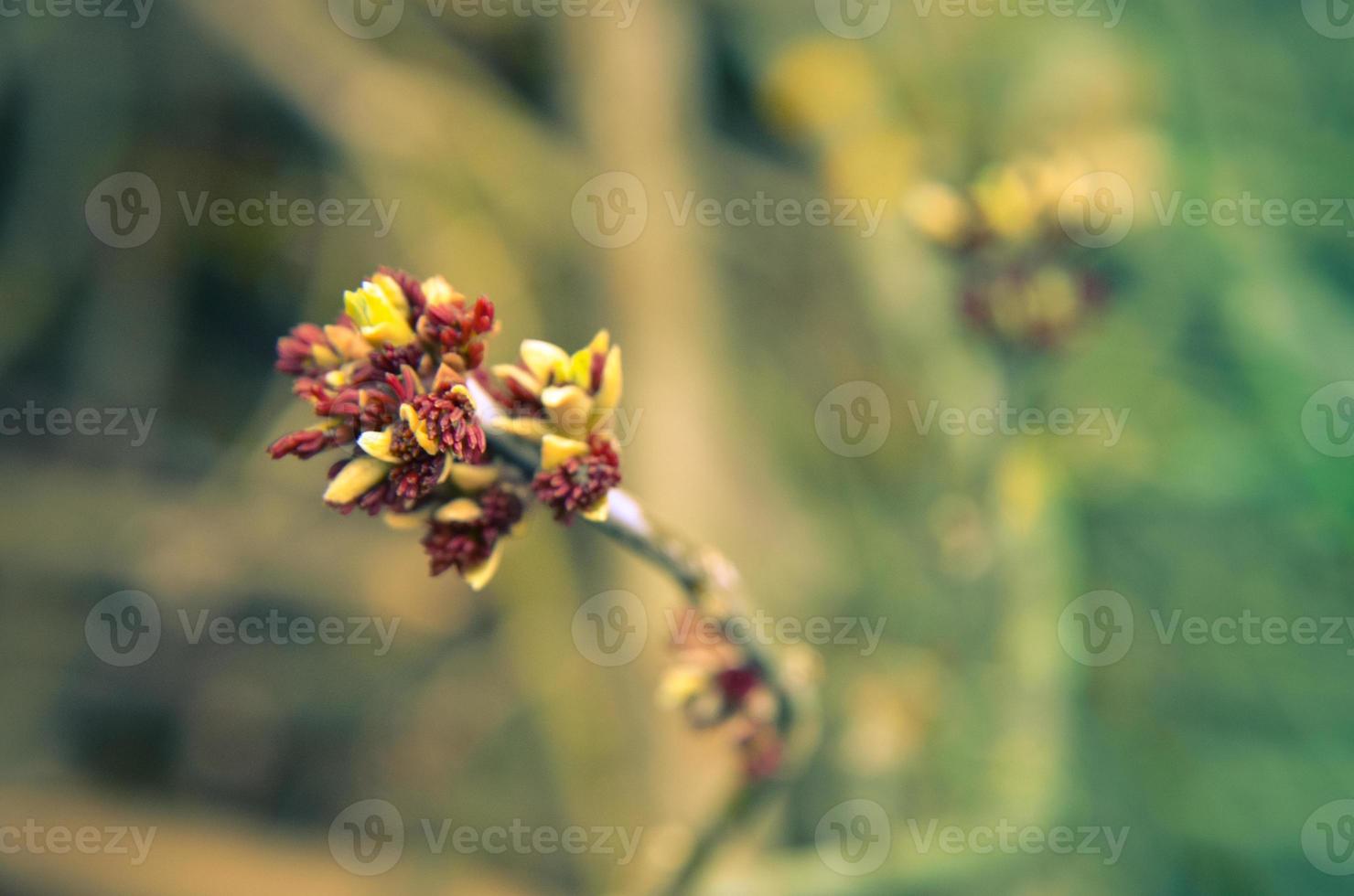 Acer negundo box elder boxelder arce ceniza de hojas de arce flor que florece a principios de la primavera foto