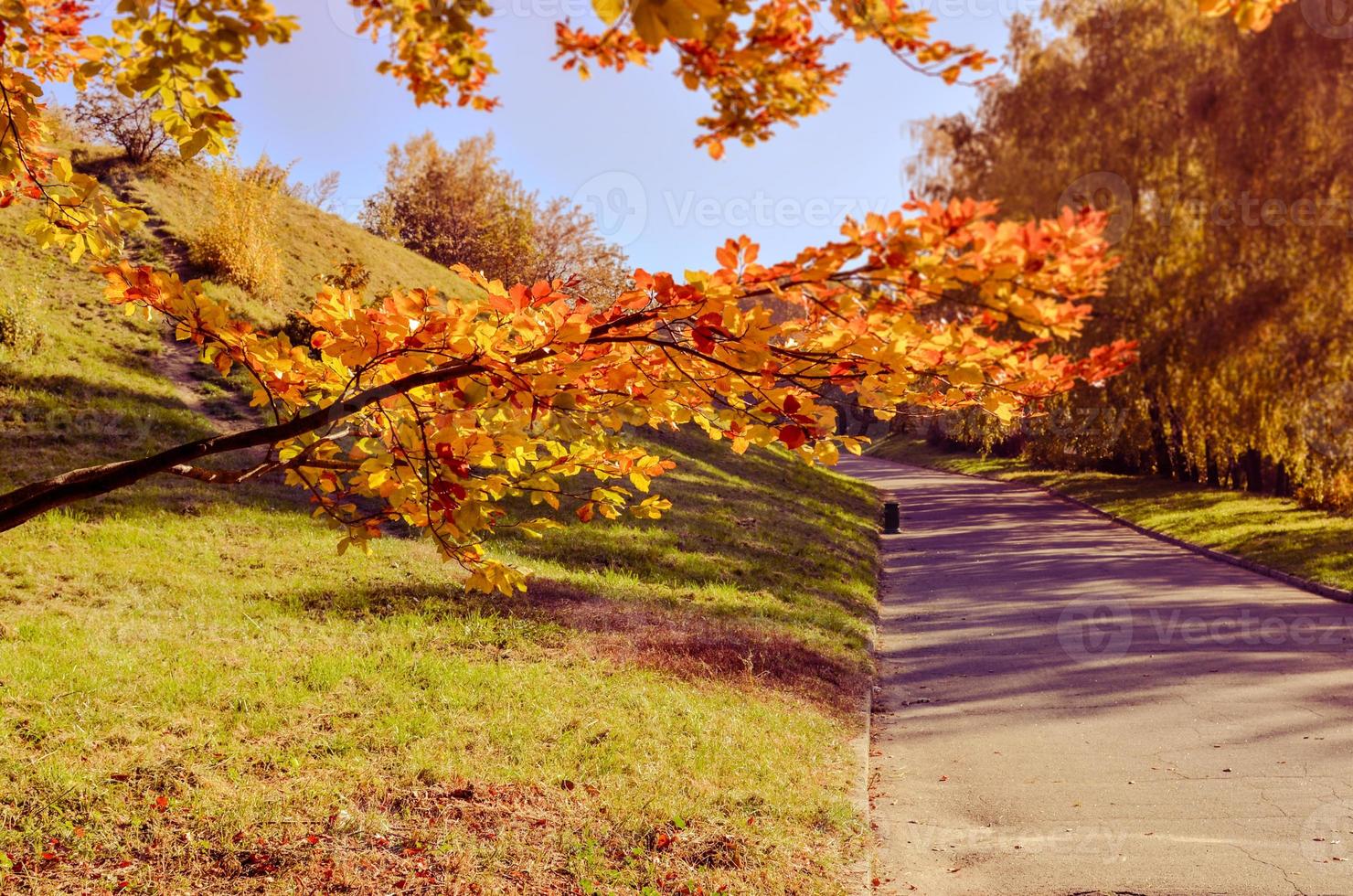 Beautiful romantic alley in a park with yellow colorful trees and sunlight photo