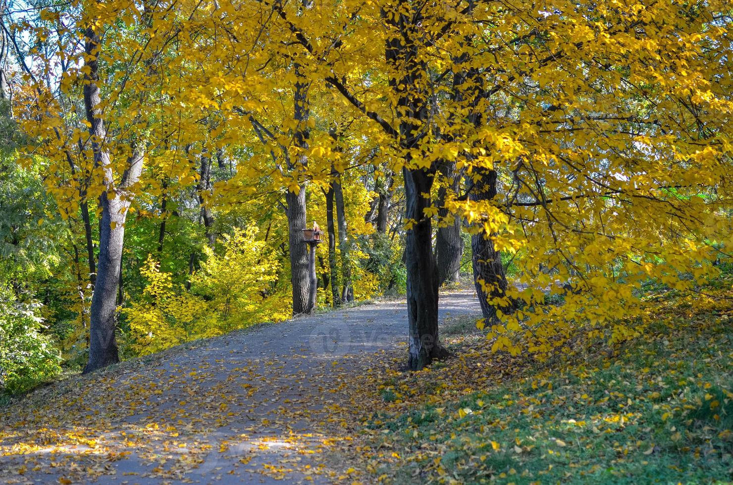 Hermoso callejón romántico en un parque con árboles de colores amarillos y luz solar foto