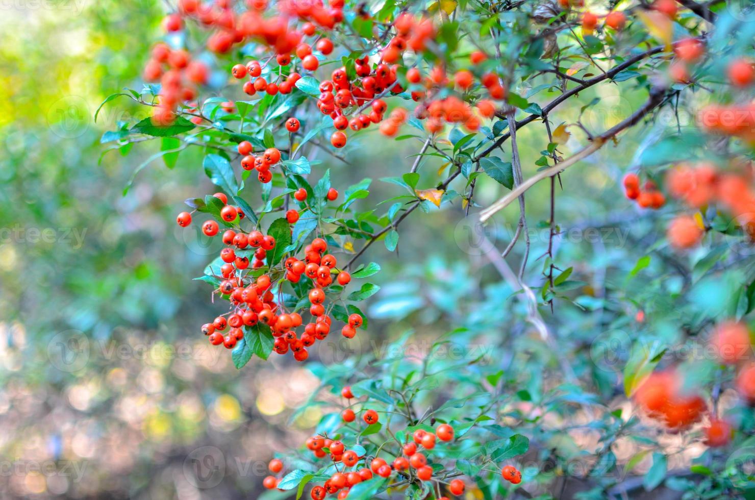 Firethorn Pyracantha coccinea berries in the fall season Orange red or yellow pyracantha berries in autumn season photo
