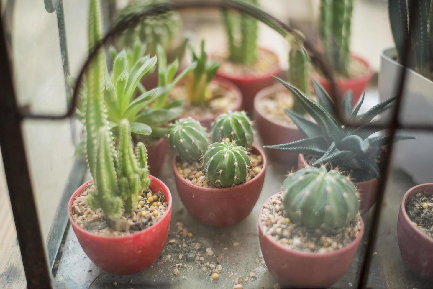 Cactus in coffee shop photo