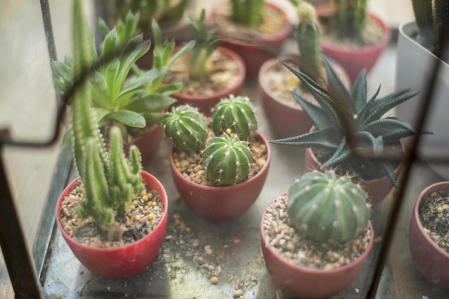 Cactus in coffee shop photo