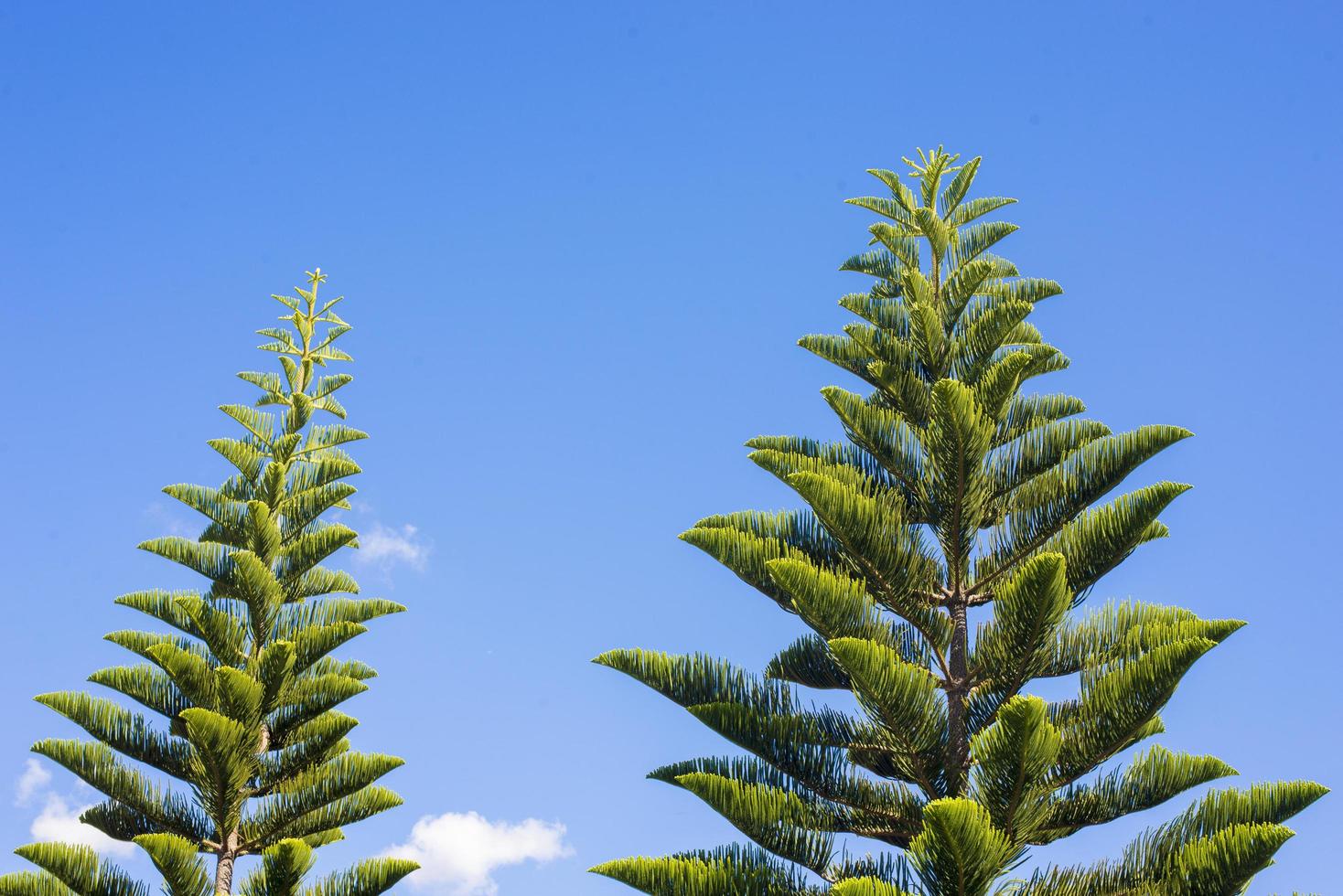 Pines and blue sky photo