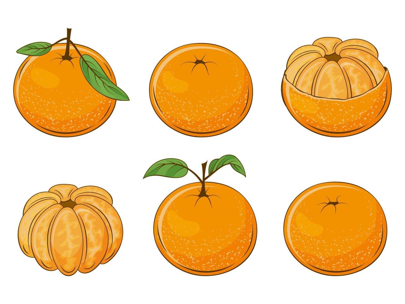 Set of Juicy Mandarins vector