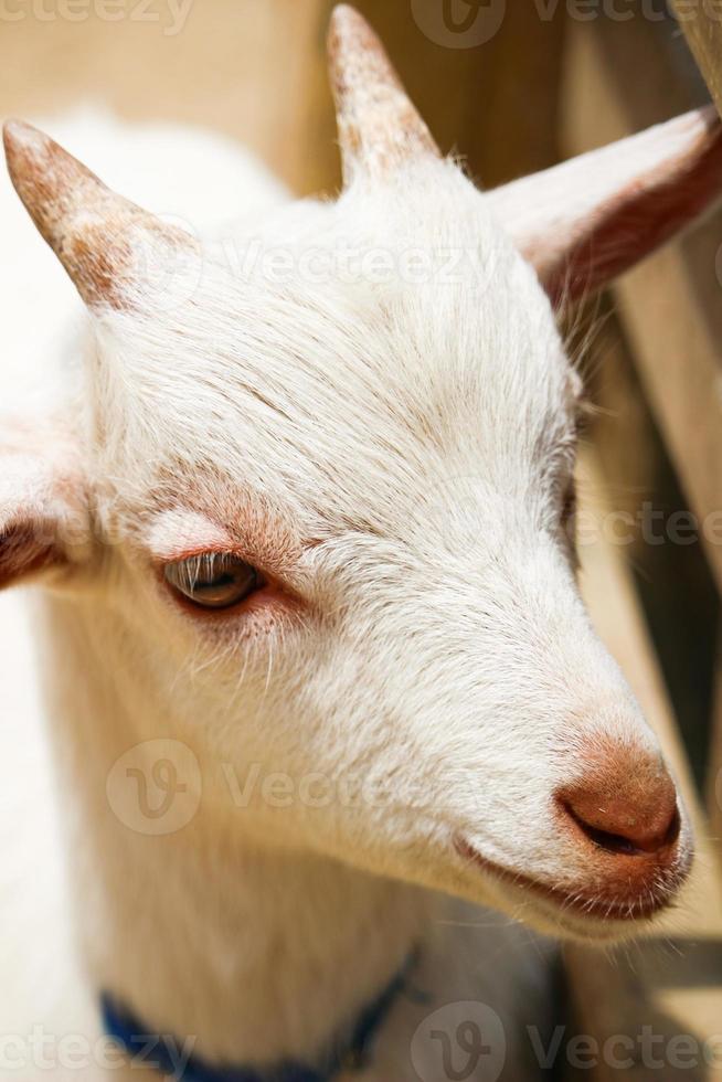 White goats at the zoo park in summer photo