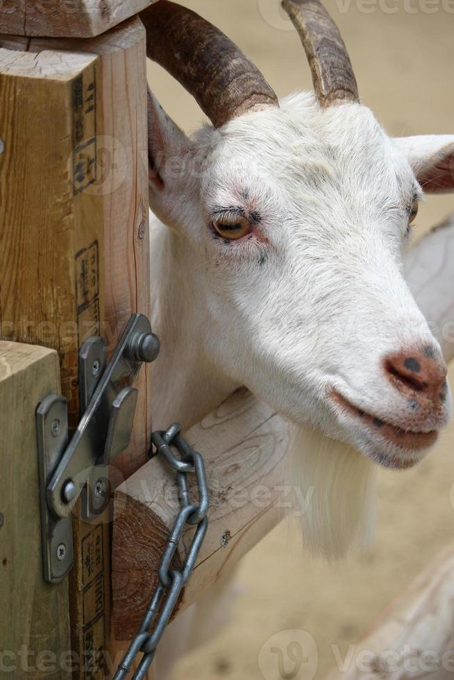 White goats at the zoo park in summer photo