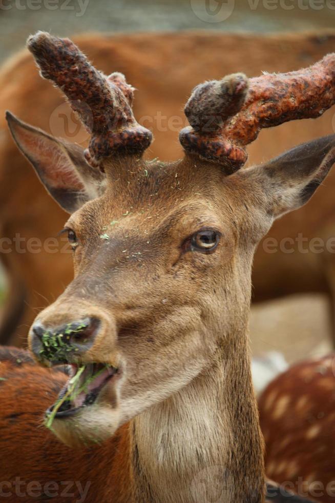 Deer at the zoo in summer photo