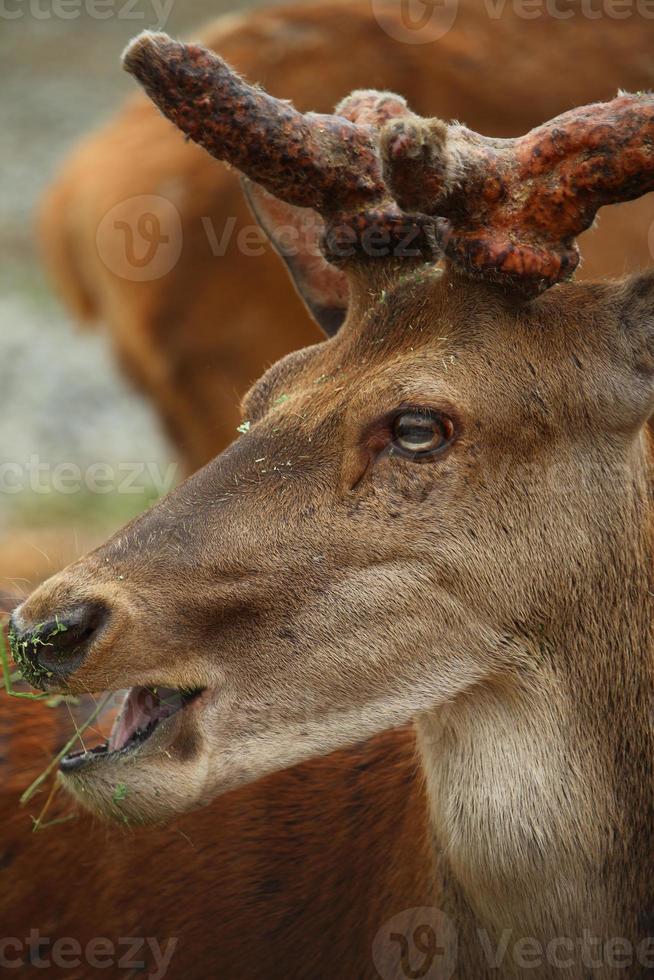 Deer at the zoo in summer photo