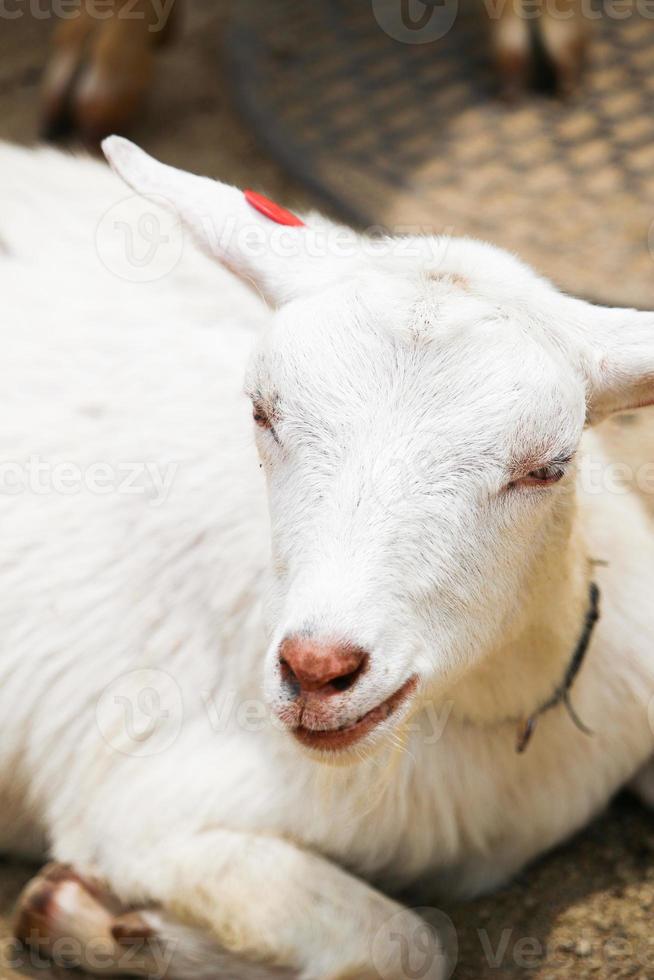 cabras blancas en el parque zoológico en verano foto