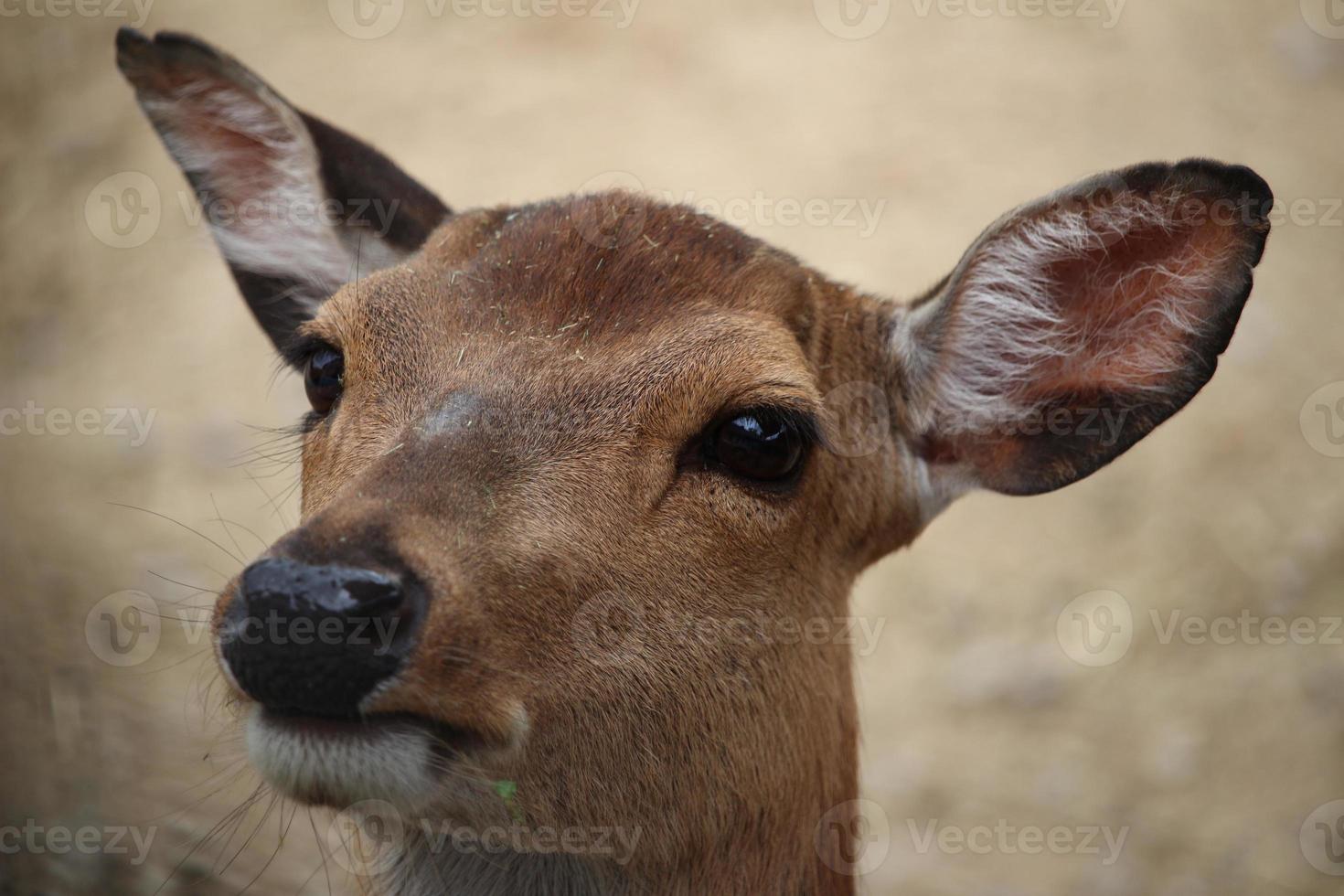 Deer at the zoo in summer photo