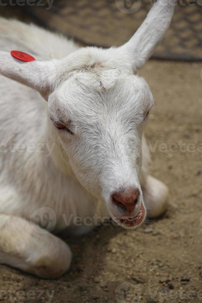 White goats at the zoo park in summer photo