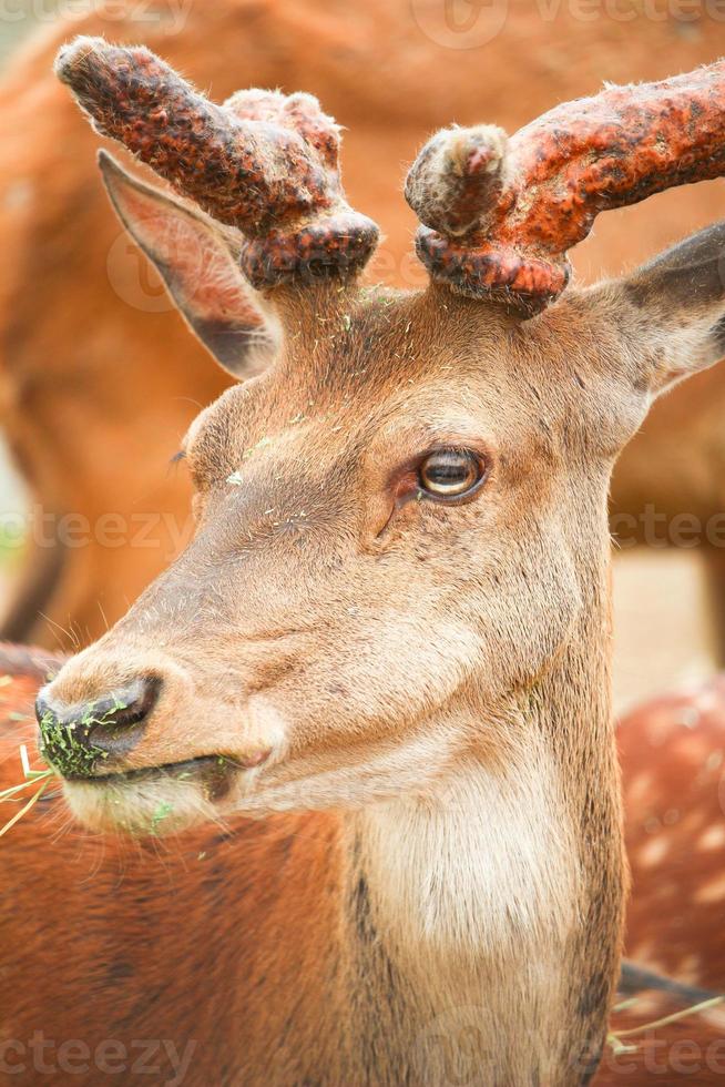Deer at the zoo in summer photo