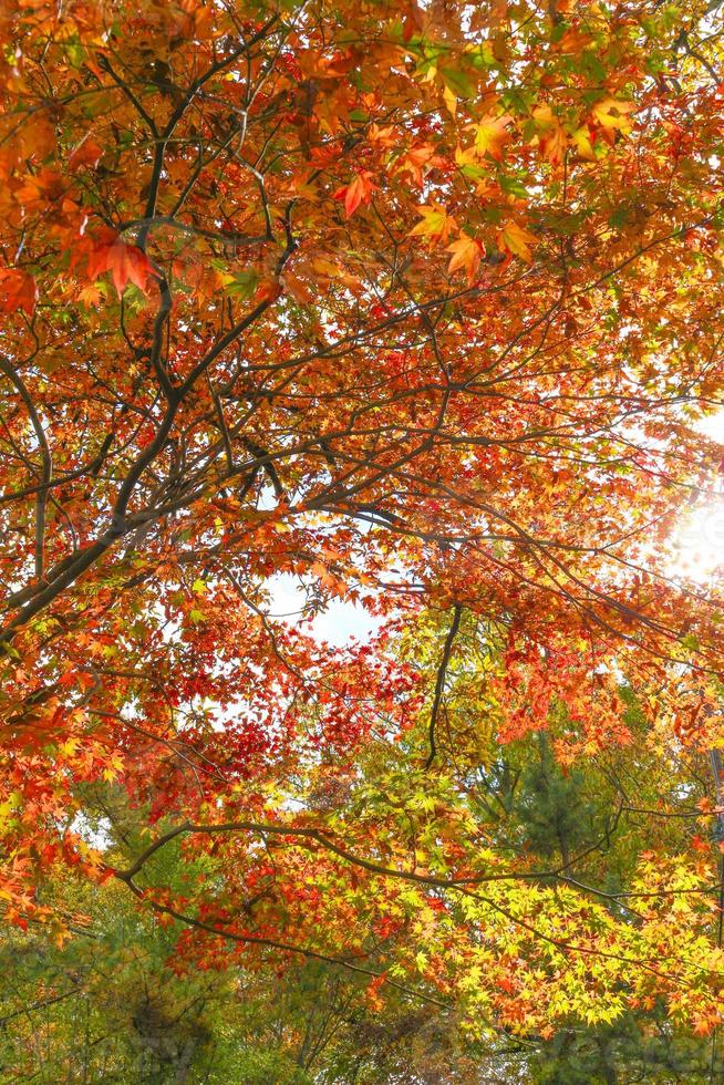 Autumn colors at Nagatoro Saitama photo