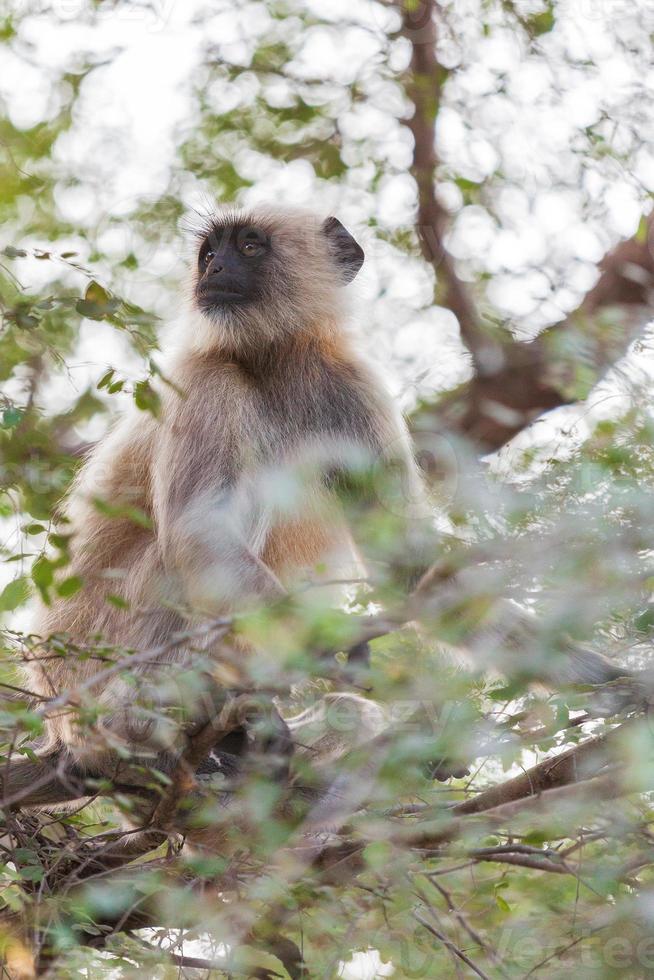 Langur gris de las llanuras del norte en ranakpur, Rajasthan, India foto