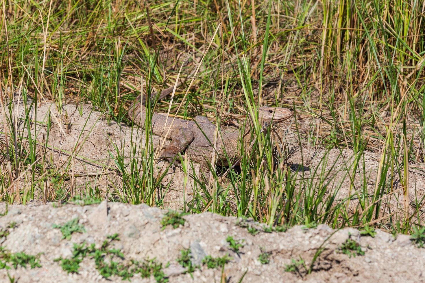 Monitor de Bengala - Varanus bengalensis - en Rajasthan, India foto