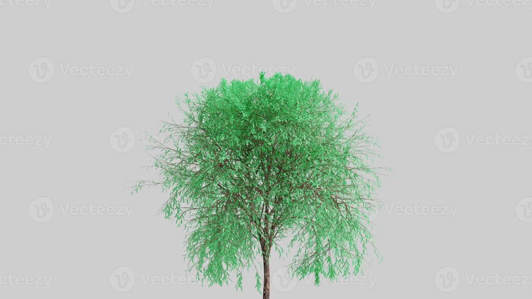 Trees isolated on white background photo