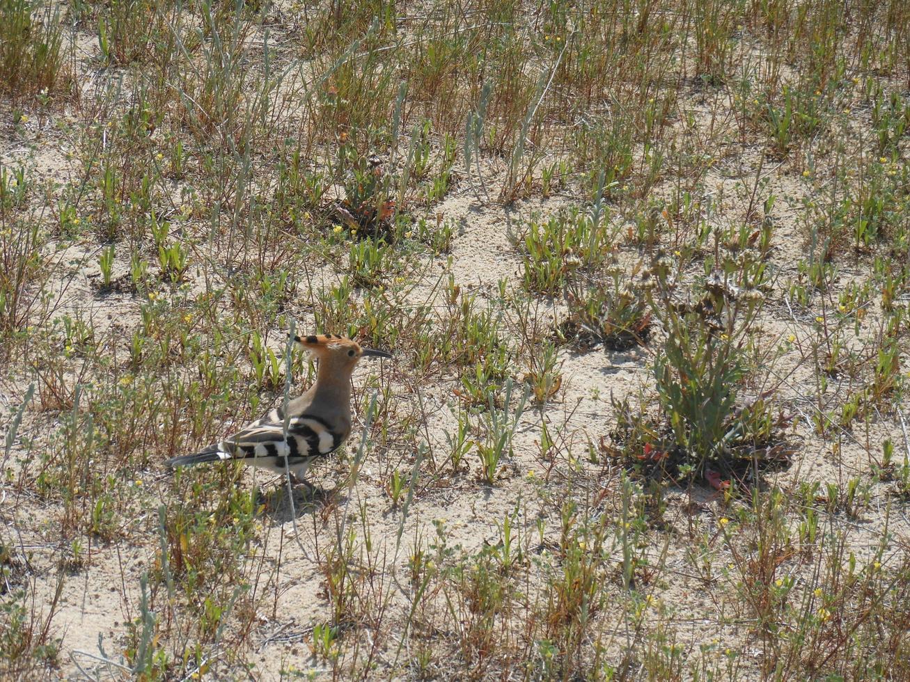 Small hoopoe walking on the sand of a beach photo