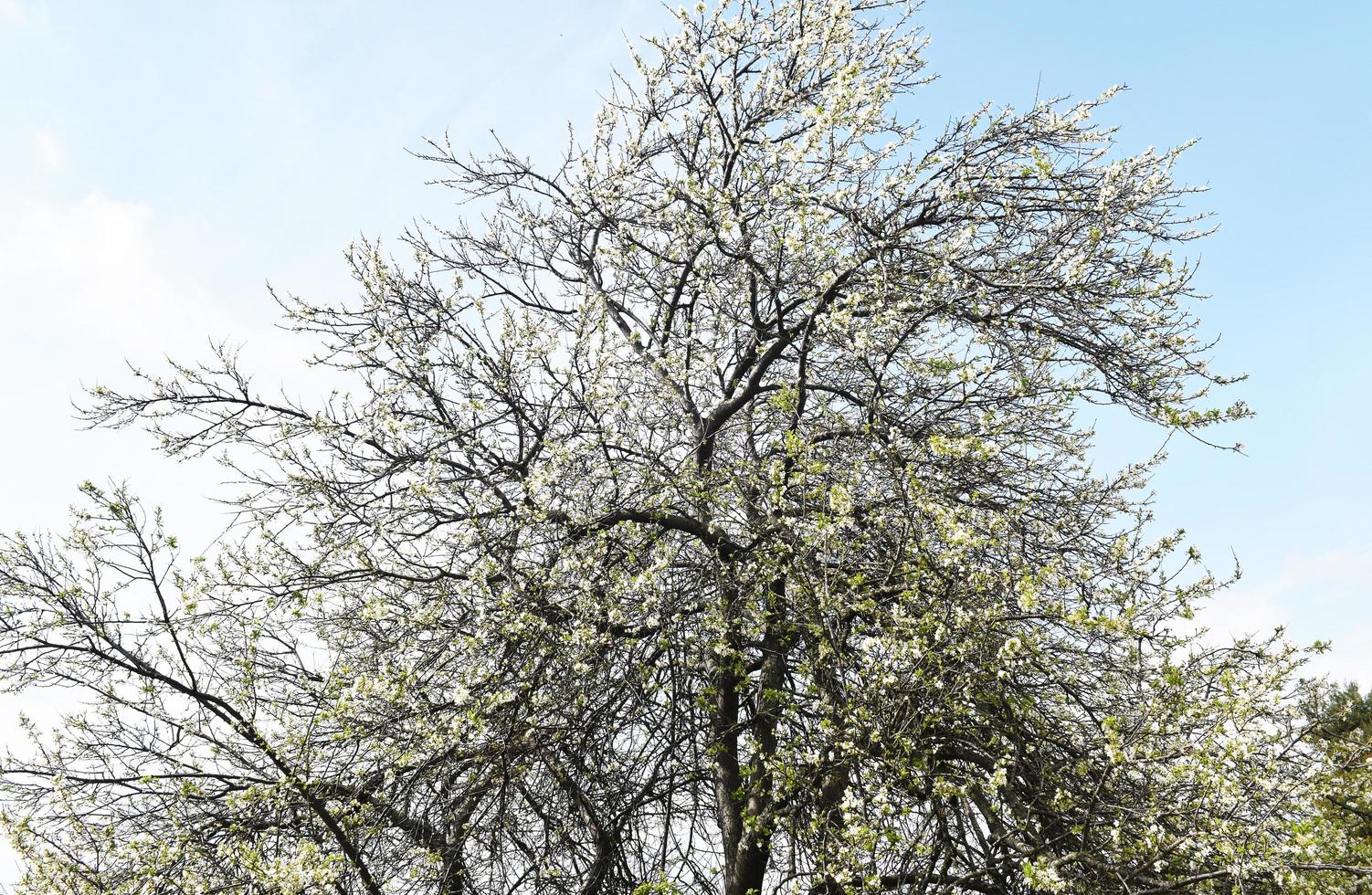 Green tree under blue sky during daytime photo