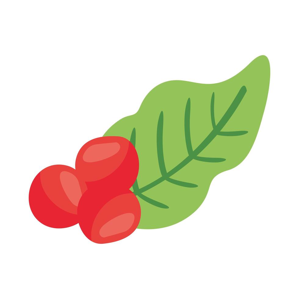 coffee plant grains and leafs nature flat icon vector