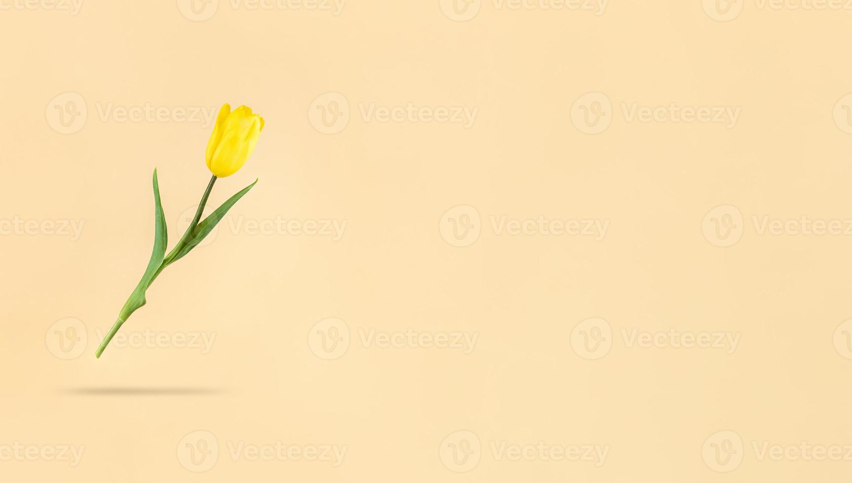 levitando tulipán amarillo sobre fondo beige y sombra debajo de ella mimimalistic holiday stock photo con espacio de copia foto