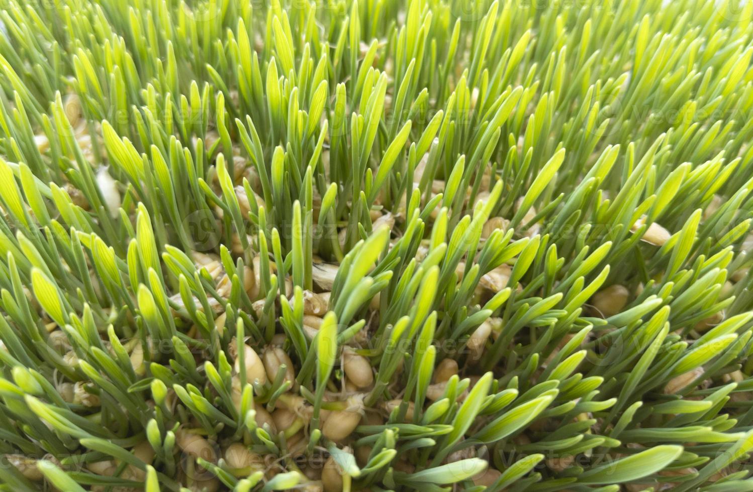 Brotes de trigo joven, hierba verde, vista superior colección de foto