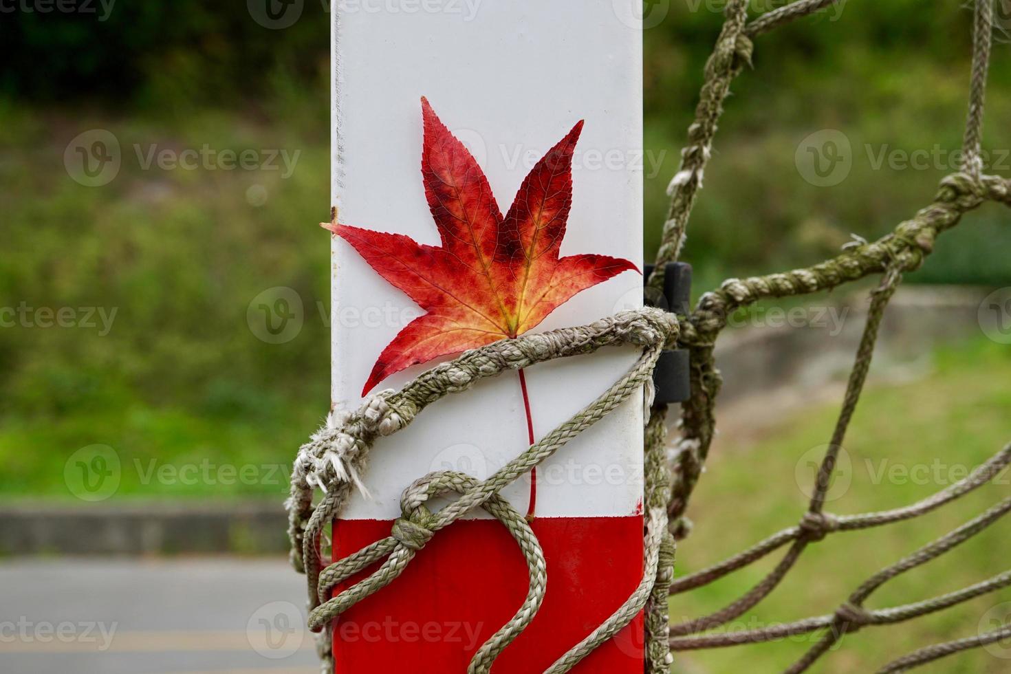 hoja de arce roja en la temporada de otoño foto