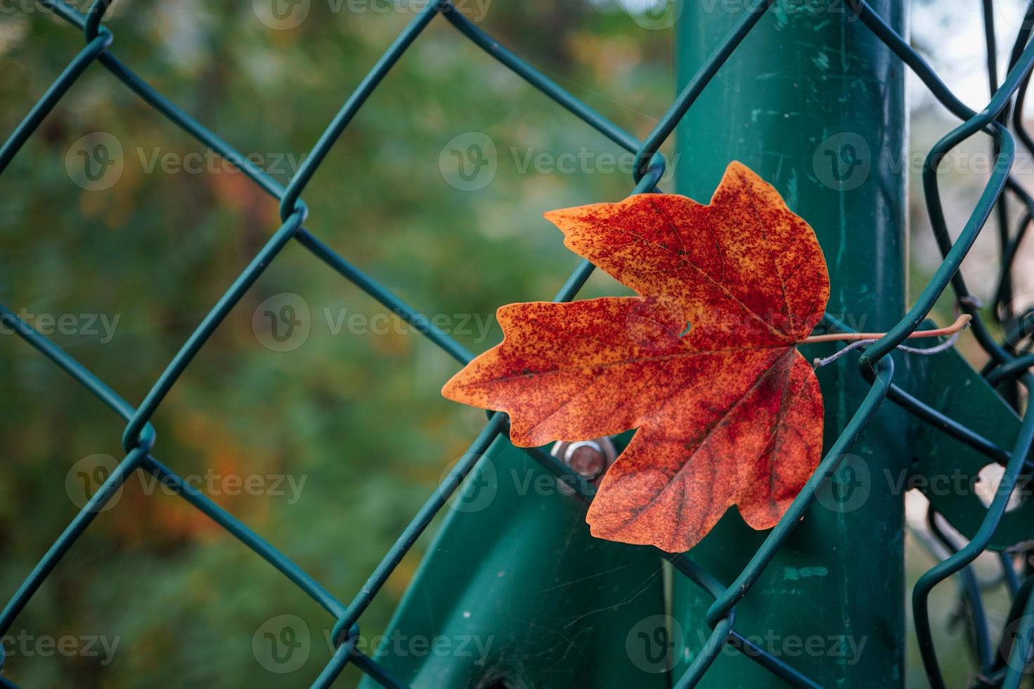 hoja de arce roja en la temporada de otoño foto