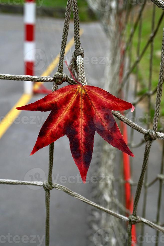 hoja de arce roja en la temporada de otoño foto