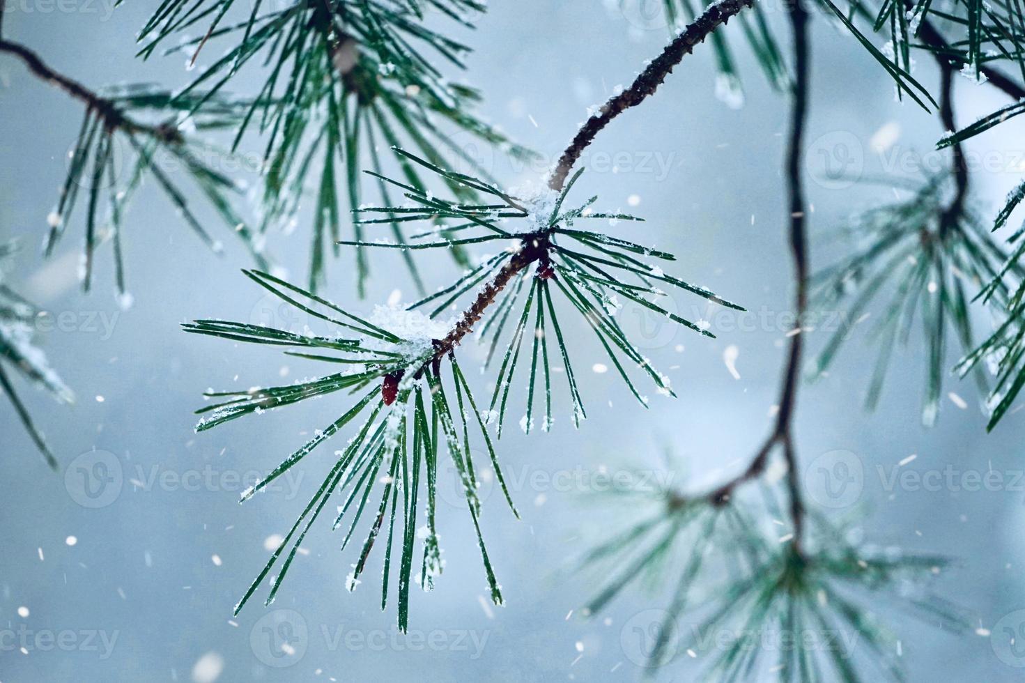 nieve en las plantas en la temporada de invierno foto