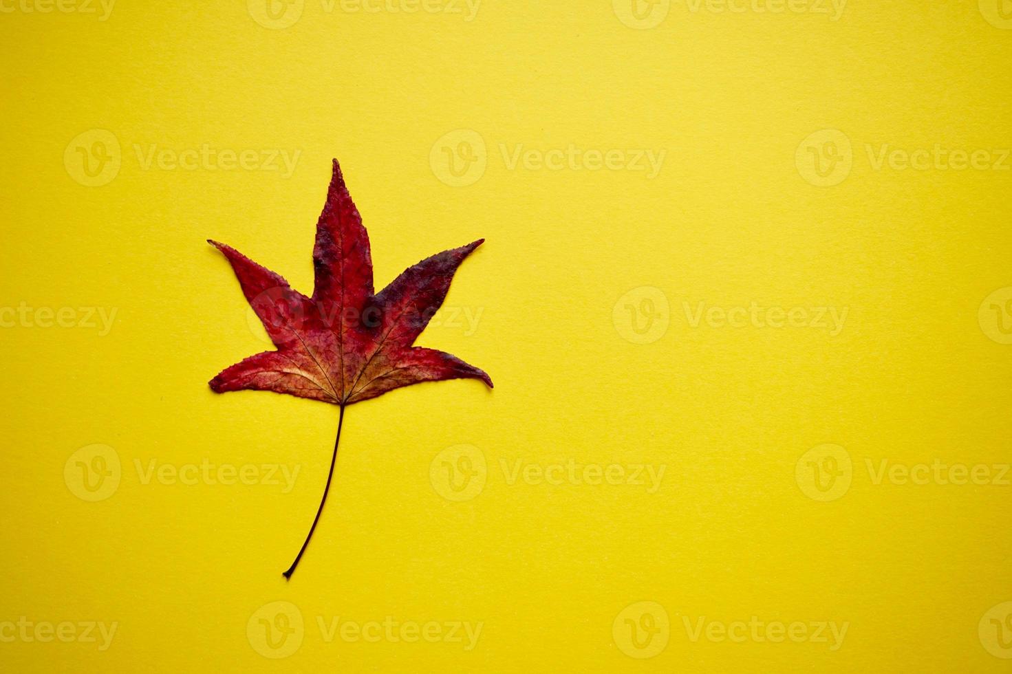 hoja de arce roja en la temporada de otoño foto