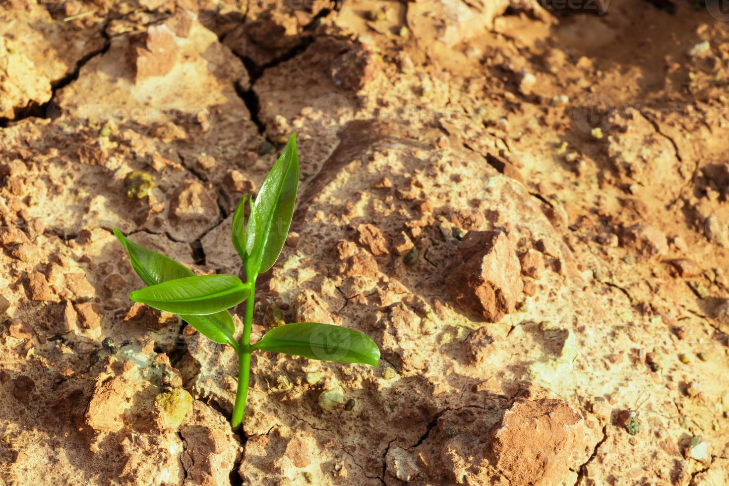 The sprout survive on cracked ground in arid environment photo