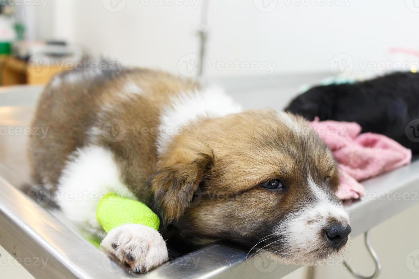 Enfermedad cachorro perro bangkaew tailandés con catéter en su pierna en la mesa de operaciones en la clínica veterinaria foto