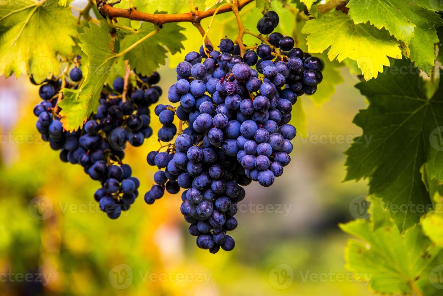 uvas de otoño cinco foto