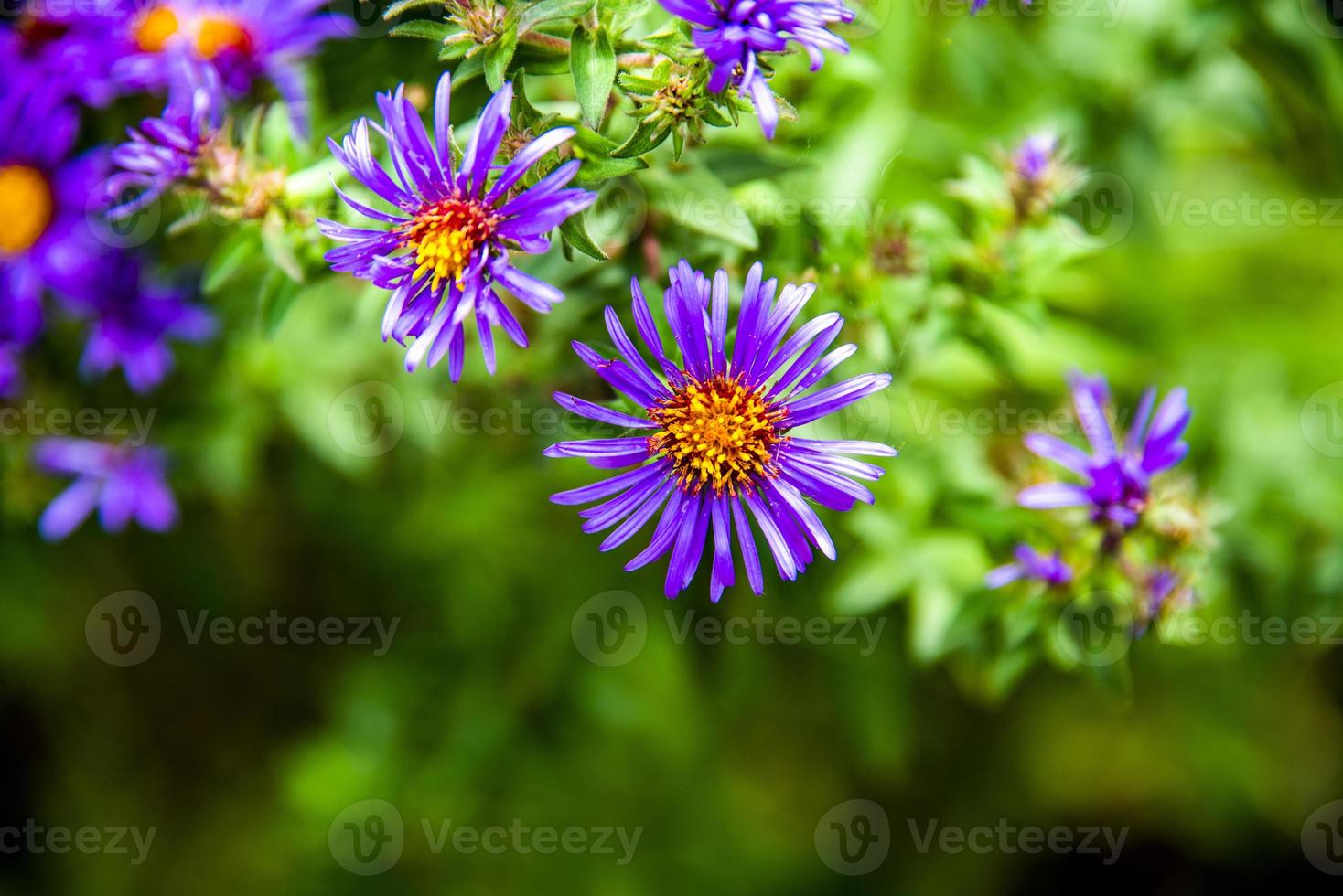 aster alpinus cero foto