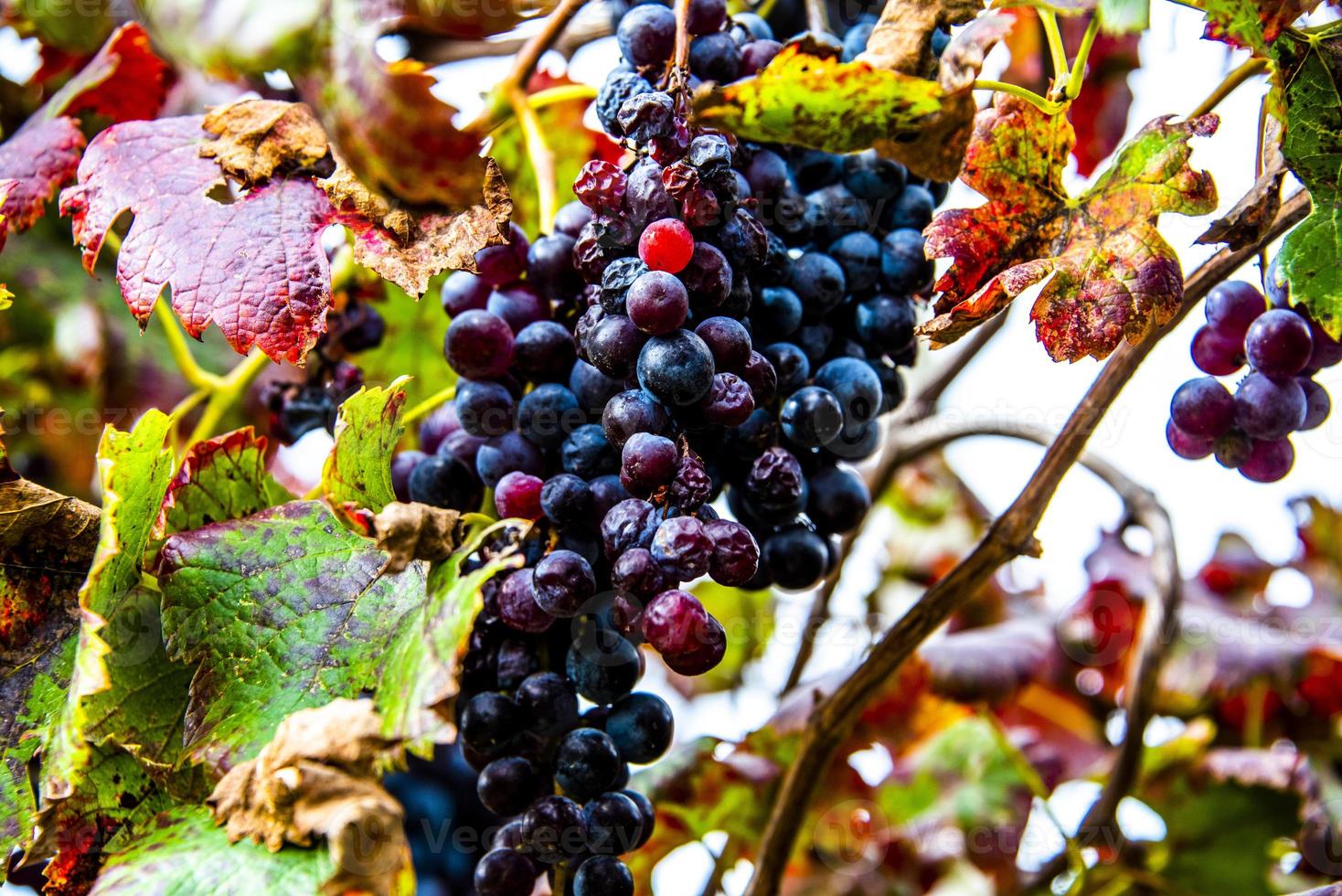 autumn grapes two photo