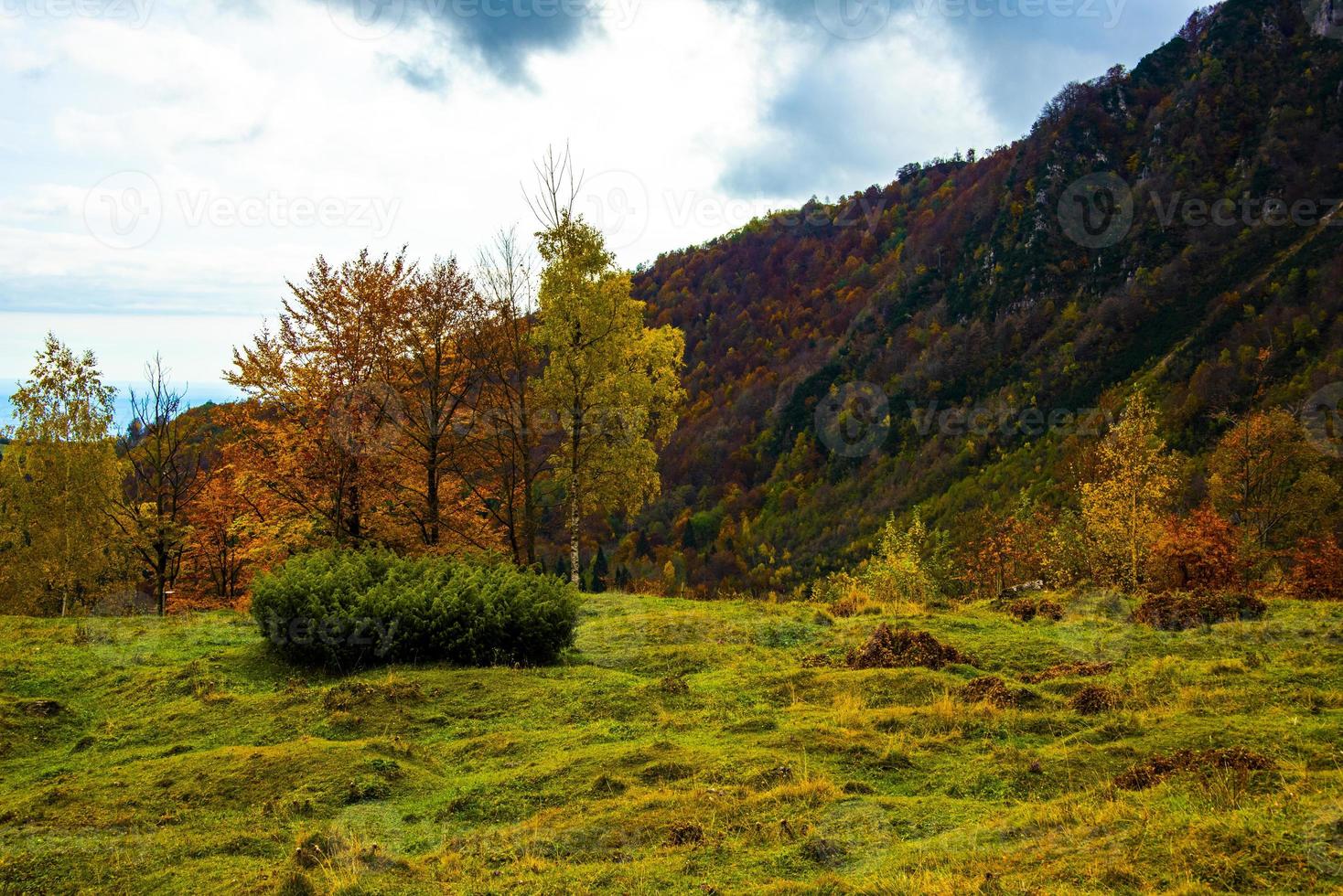 variación de otoño del color de las hojas foto