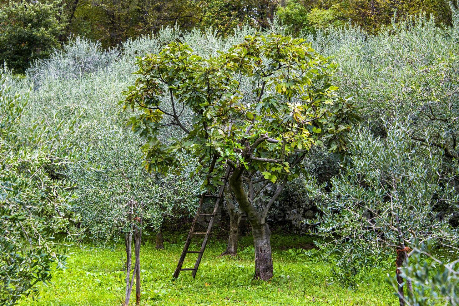 fig tree with ladder photo